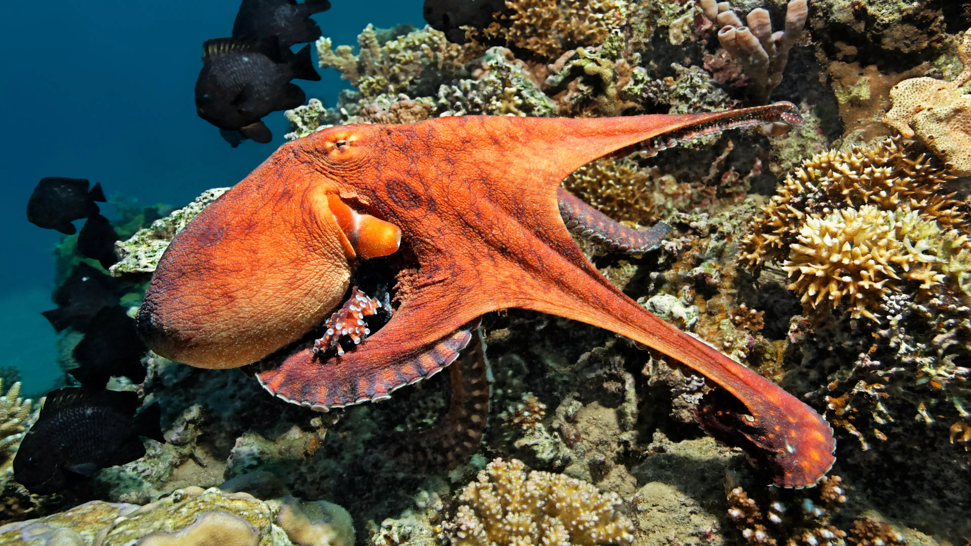 Experts Call For The World’s First Commercial Octopus Farm To Be Shut Down