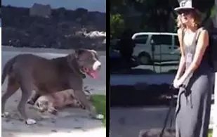 Pit Bull Attacks And Kills A Small Dog While Its Devastated Owner Looks On