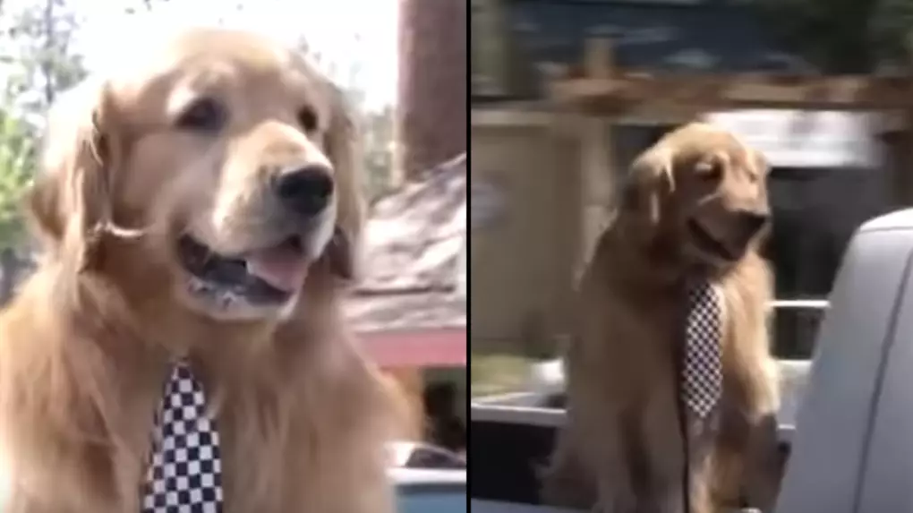 Town In America Chooses Max The Golden Retriever To Be Its Mayor