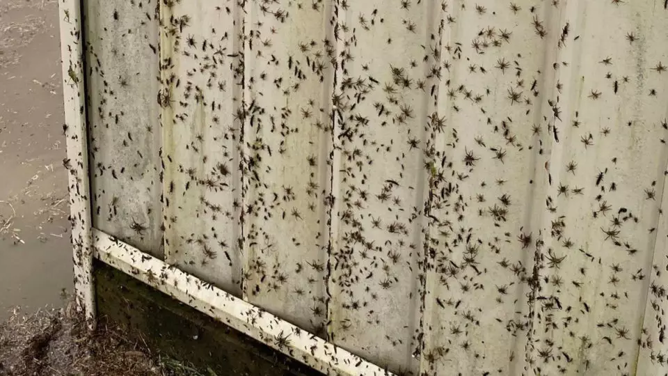 Terrifying Images Show Thousands Of Spiders Trying To Escape NSW Flooding