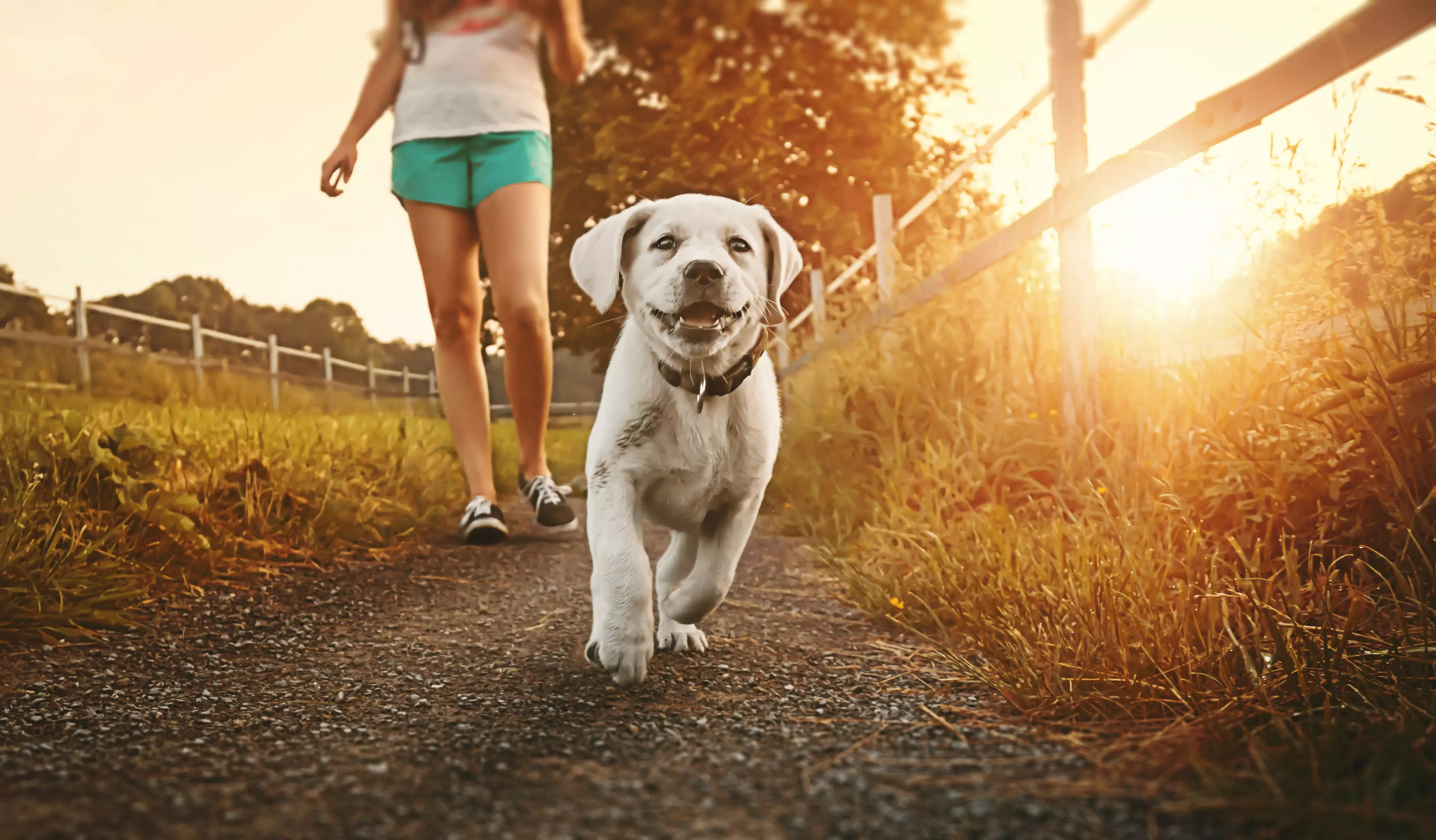 It's best to walk your dog in the mornings or evenings when it's cooler (