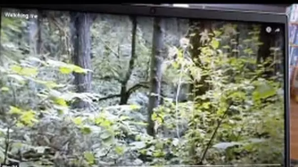 Hiker Shares Video Of Encounter With 'Bigfoot' In Woods 