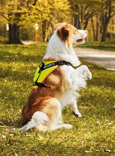 The Zoofari Reflective Dog Harness (£14.99) ensures your pooch never goes missing in the dark (