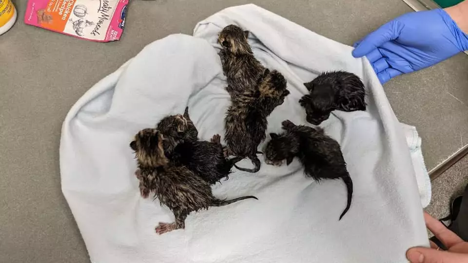 Bomb Squad Called To Suspicious Bag Only To Find Litter Of Kittens