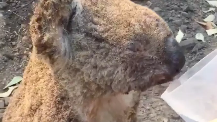 Koala Burned By Bushfire Gets Its First Drink After Being Rescued