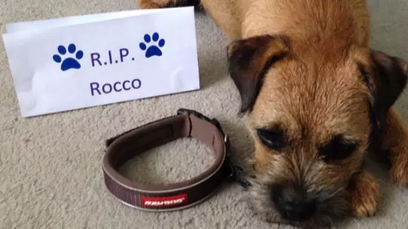 Dog Owners Are Removing Their Pets' Collars In Touching Tribute To Dead Dog