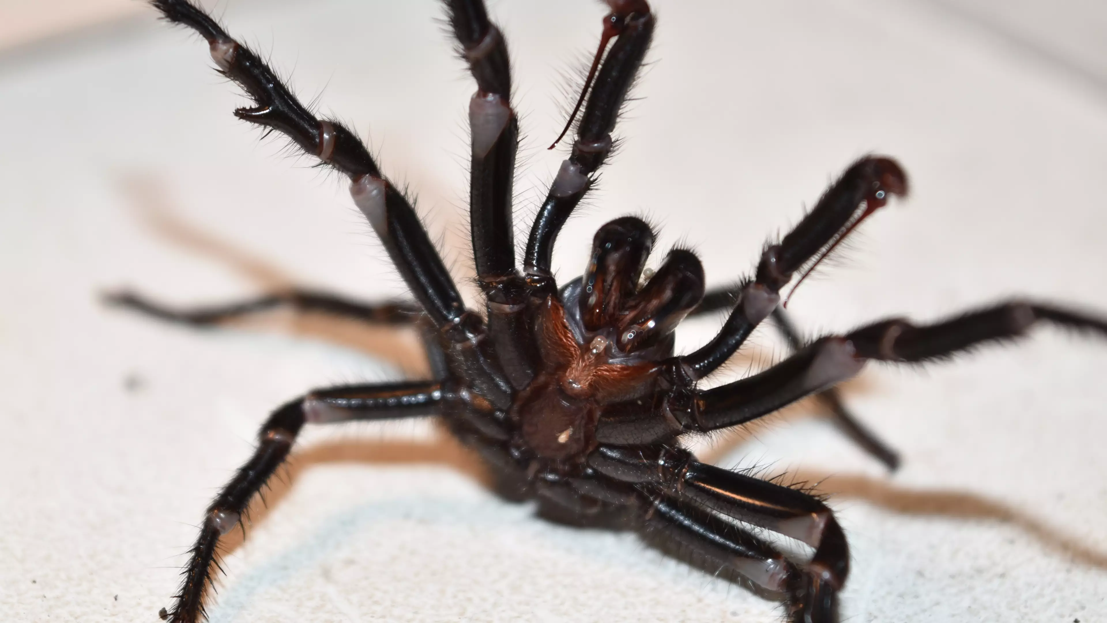 Funnel-Web Spiders Are Going In People's Homes After Massive Rainfall Over Australia