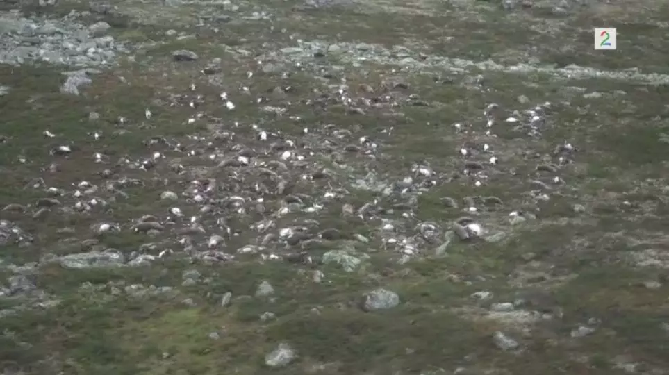 Hundreds Of Reindeer Tragically Killed By A Single Lightning Strike In Norway