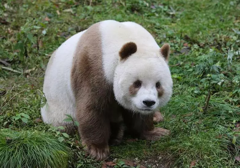 Meet The World’s Most Unique Panda Who Now Has An Amazing Life