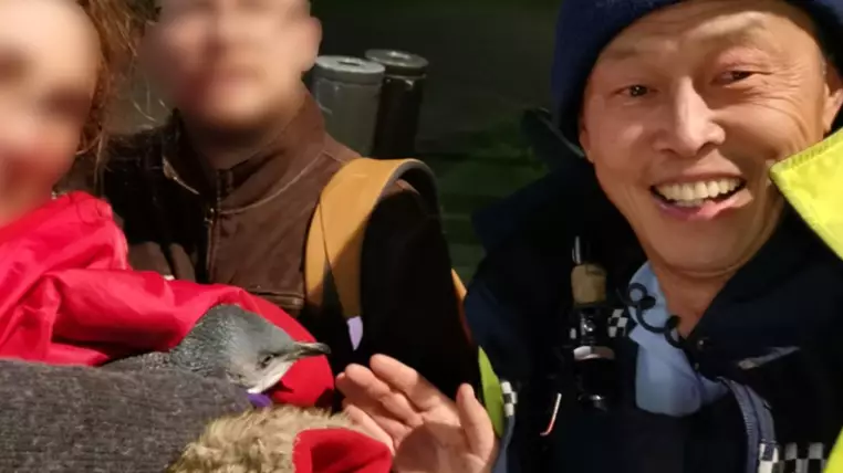 Penguins Return To New Zealand Sushi Store After Being Removed By Police