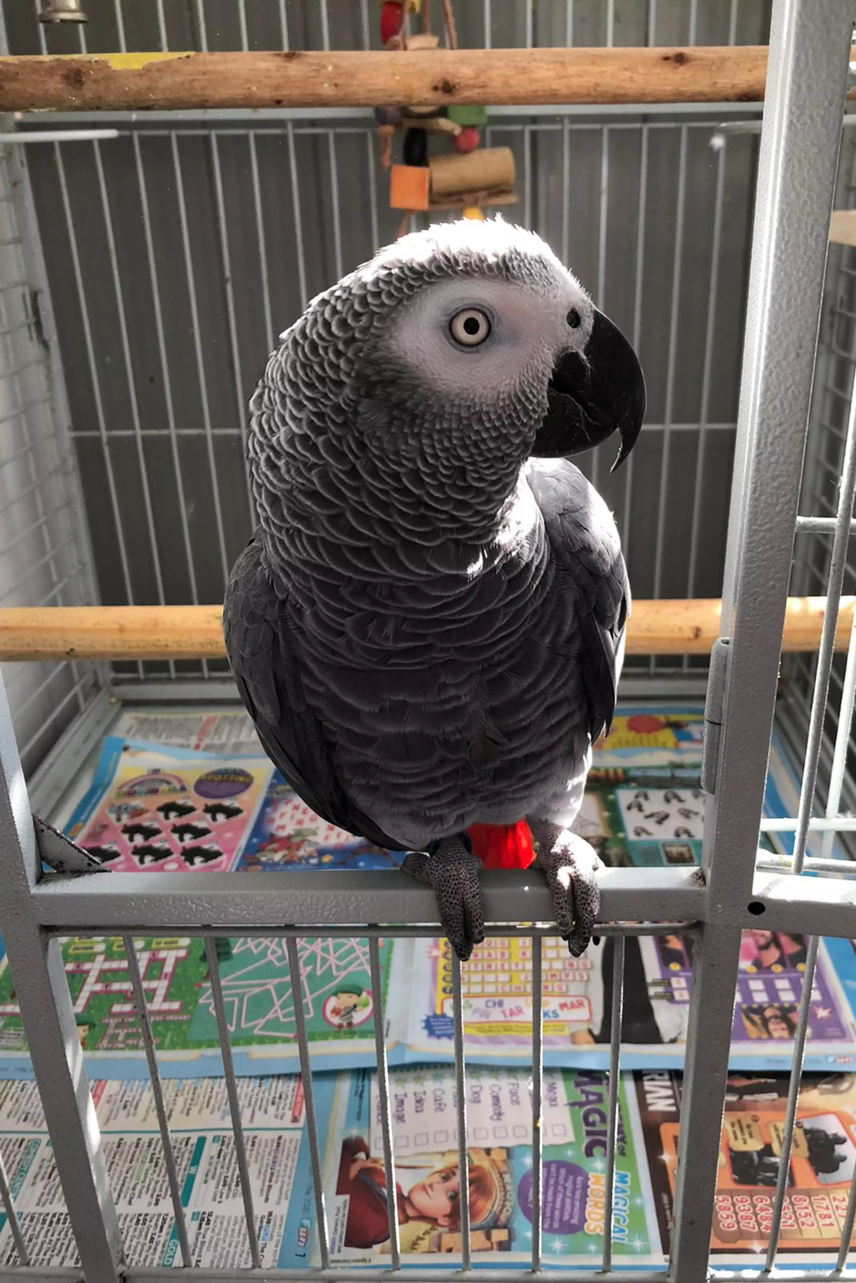 Bertie the parrot.