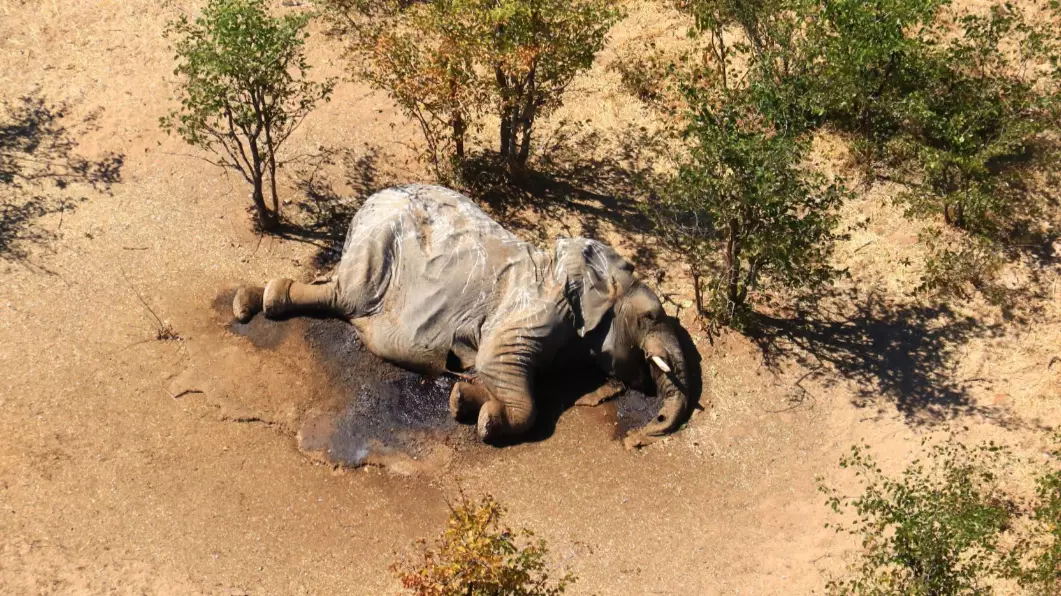 Death Of More Than 300 Elephants In Botswana Blamed On Toxins In Water