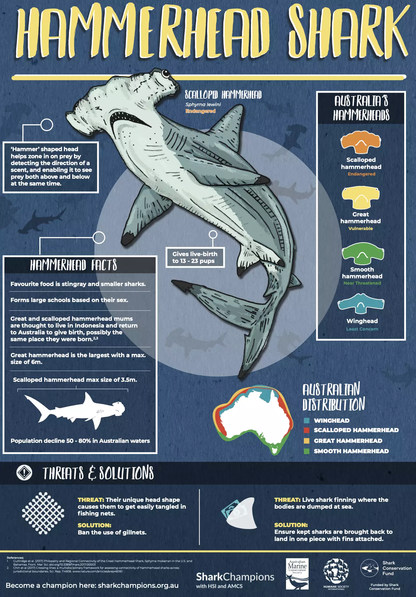 Fun facts about hammerhead sharks.