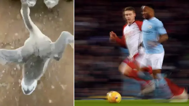 Raheem Sterling Hilariously Reacts To Viral Video Of Goose Running Like Him
