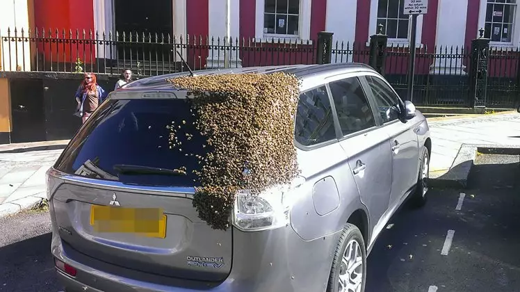 20,000 Bees Chased This British Car For Two Days Straight