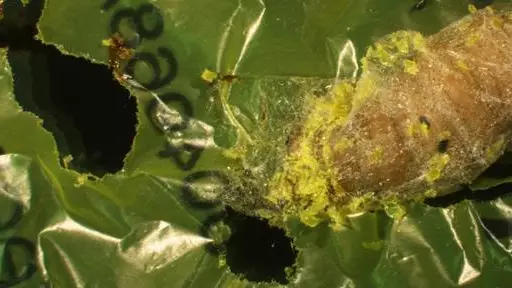 This Common Type Of Caterpillar Has Been Found To Eat Through Plastic 