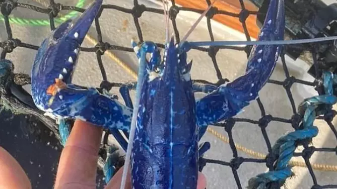 Fisherman Catches 'Two-In-A-Million' Blue Lobster Off Coast Of Cornwall