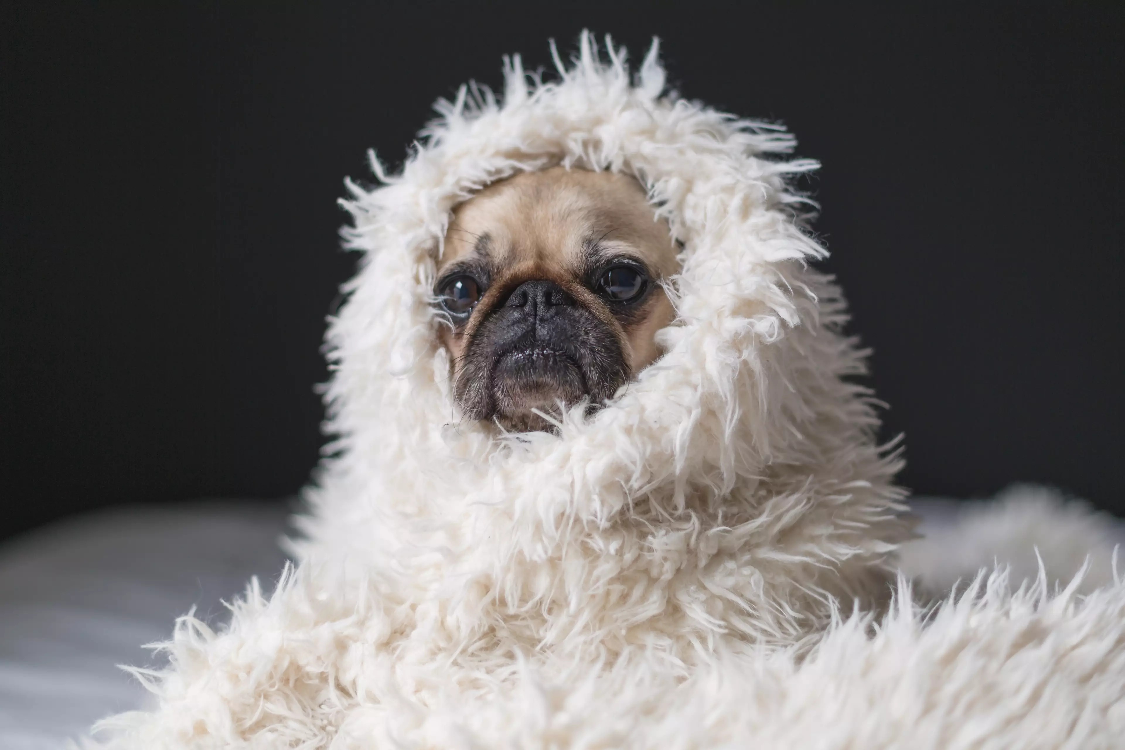 You can be as cosy as this cosy pug (