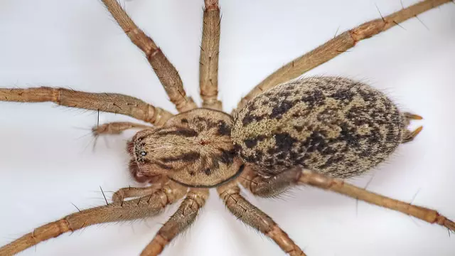 Breeding Season Set To See 150 Million Spiders Invade British Homes
