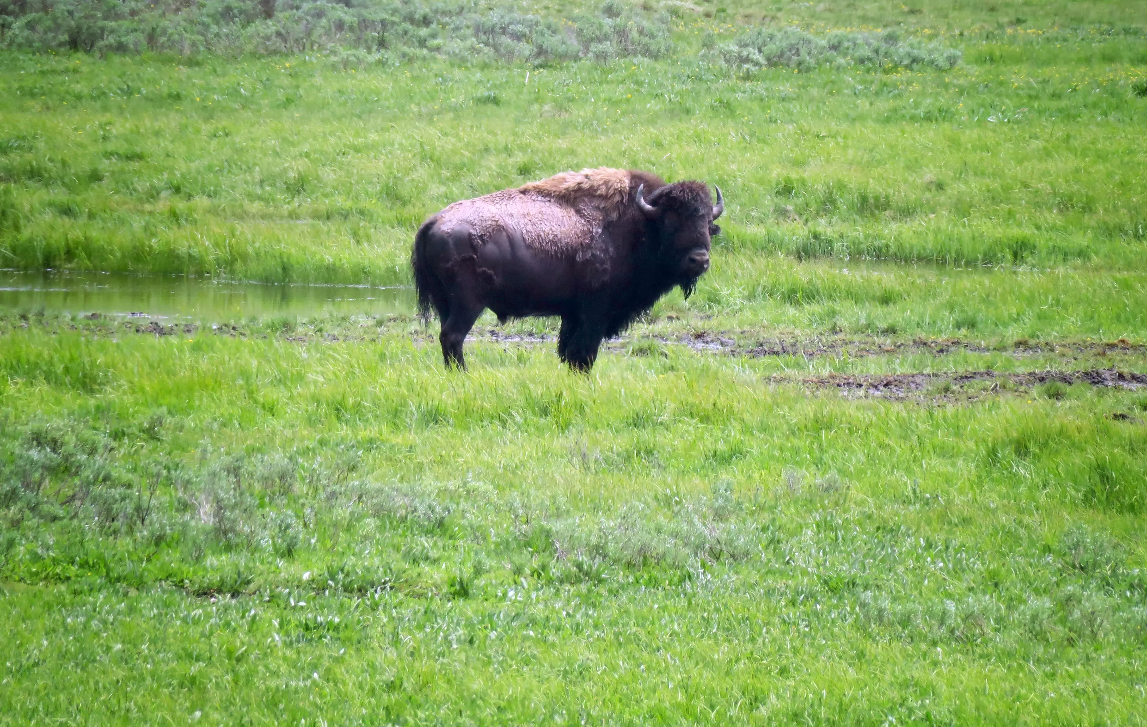 Visitors to Yellowstone are advised to maintain a distance of 25 yards from bison.