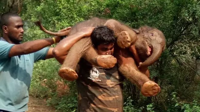 An Indian Forest Guard Saved A Baby Elephant That Fell In A Ditch