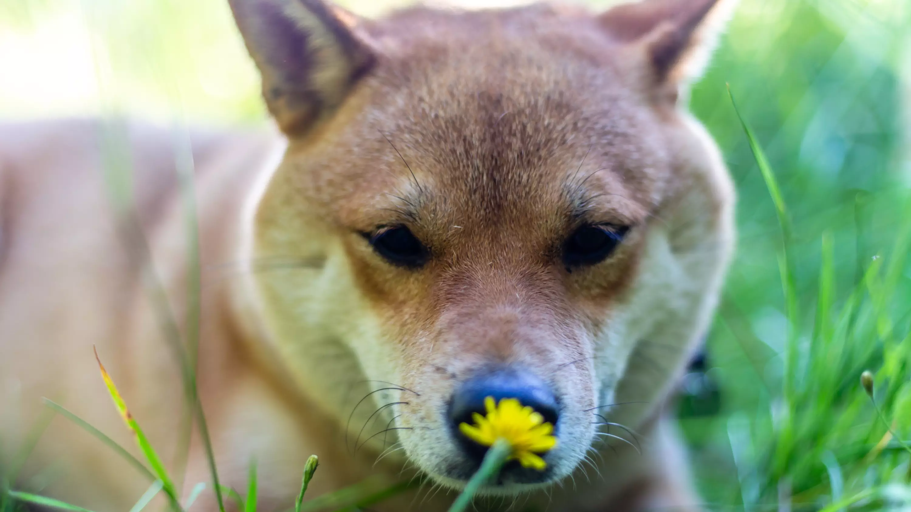 Dogs Could Be Quietly Struggling With Hay Fever Just Like Humans