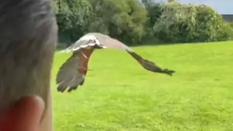 Guy Filmed Doing ‘Drive-By’ On Birds With Hawk