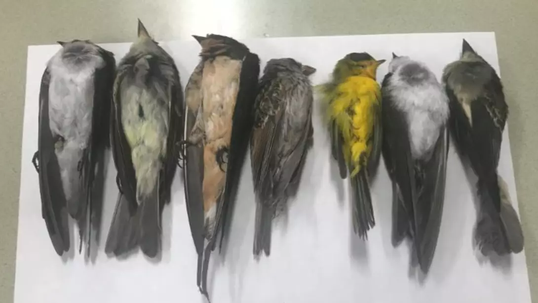 Mystery As Hundreds Of Thousands Of Migratory Birds Found Dead 