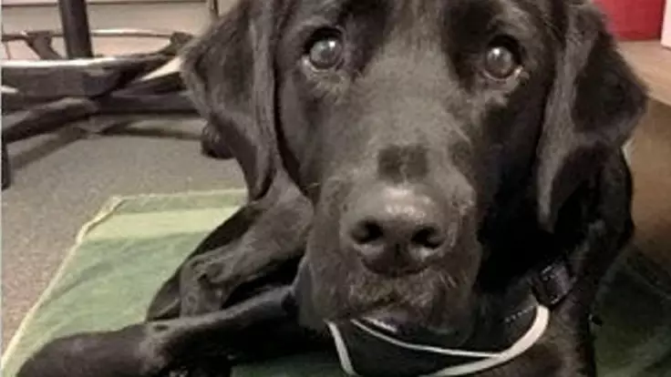 Labrador Has Been Sacked From Guide-Dog Training For Chasing Squirrels 