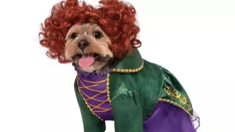 You Can Now Dress Your Dog Up As Winifred From Hocus Pocus For Halloween
