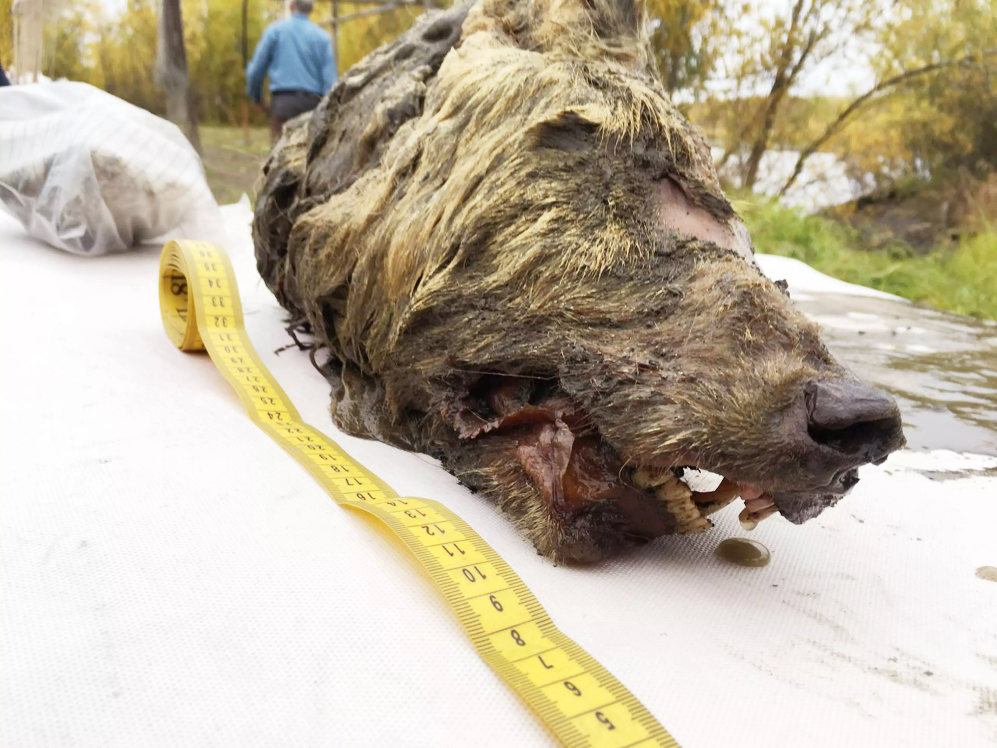 The 40,000-year-old creature was discovered in the Siberian permafrost.