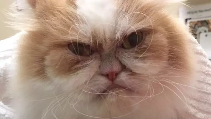 This Angry Feline Might Be The World's New 'Grumpy Cat'