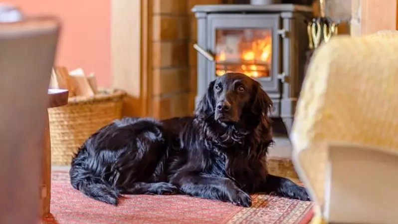 Dogs And Their Owners Wanted To Review Luxury Holiday Cottages