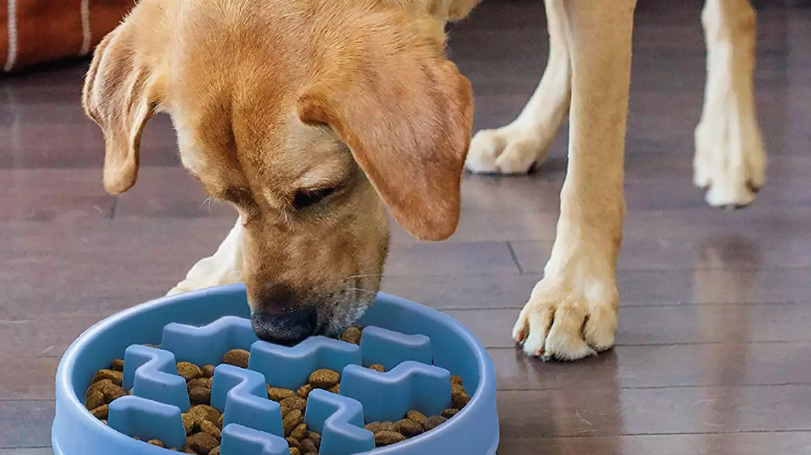 You Can Now Get A Slow Feeding Bowl For Your Gluttonous Dog
