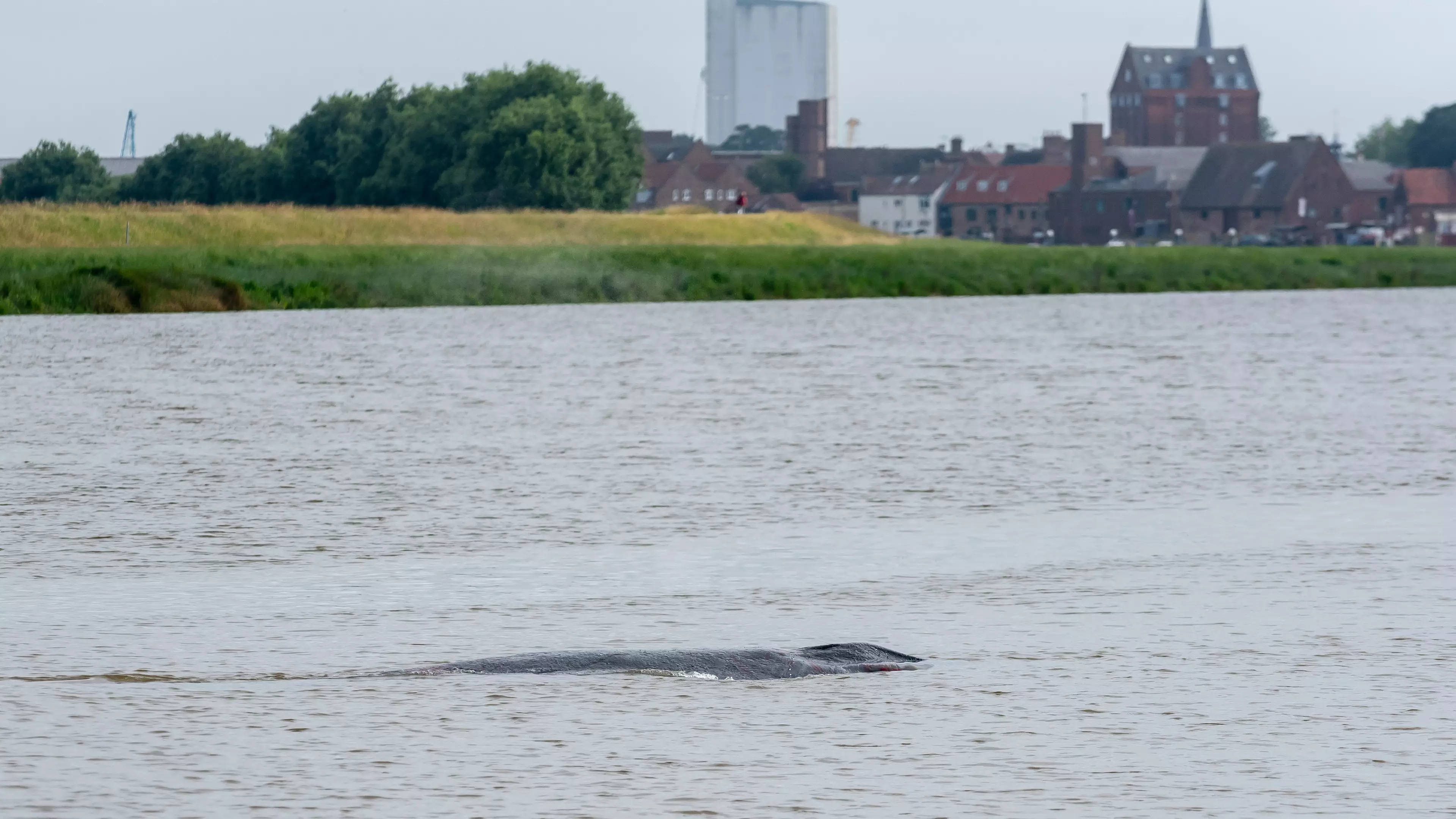 Whale Spotted Swimming Through River Ouse in King's Lynn 