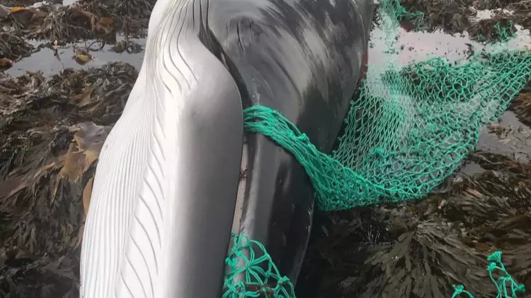 Pregnant Whale Dies After Accidentally Eating Fishing Net