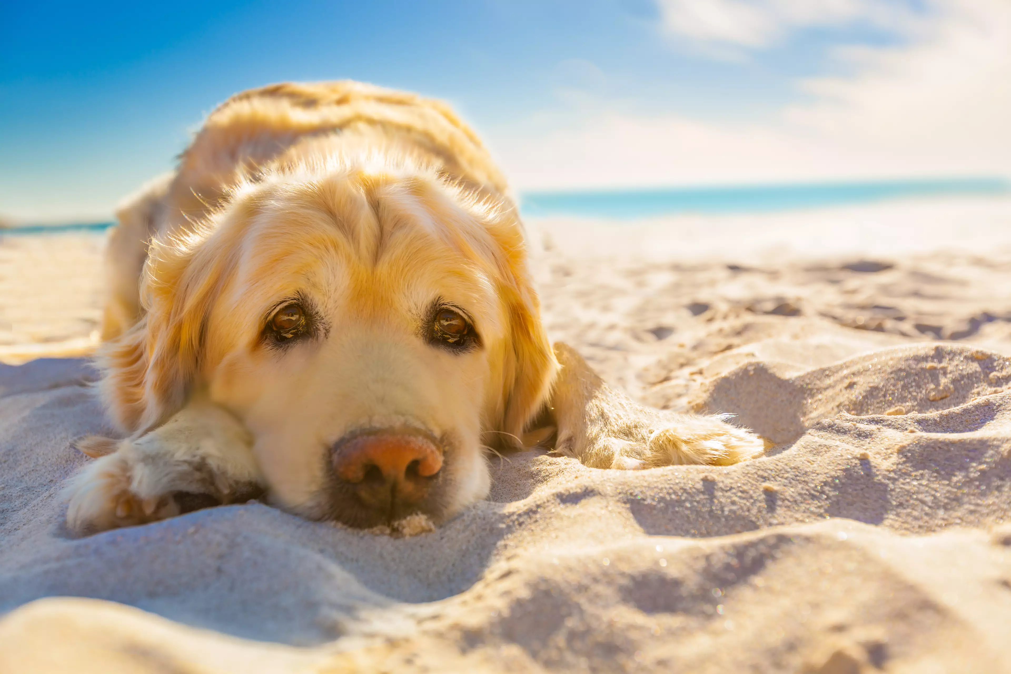 Dogs can suffer sunburn too (