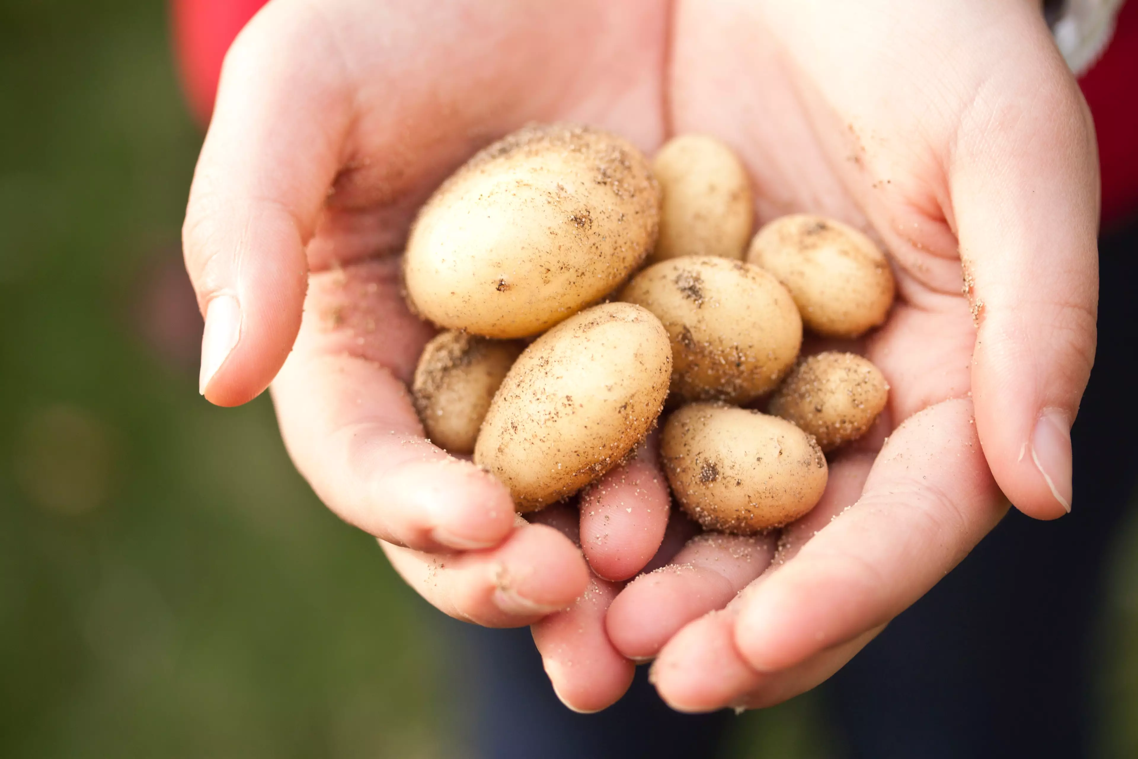 The regular spud is another good source of potassium when the skin is kept on.