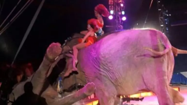 Performing Elephant Charges At The Crowd During A German Circus Show