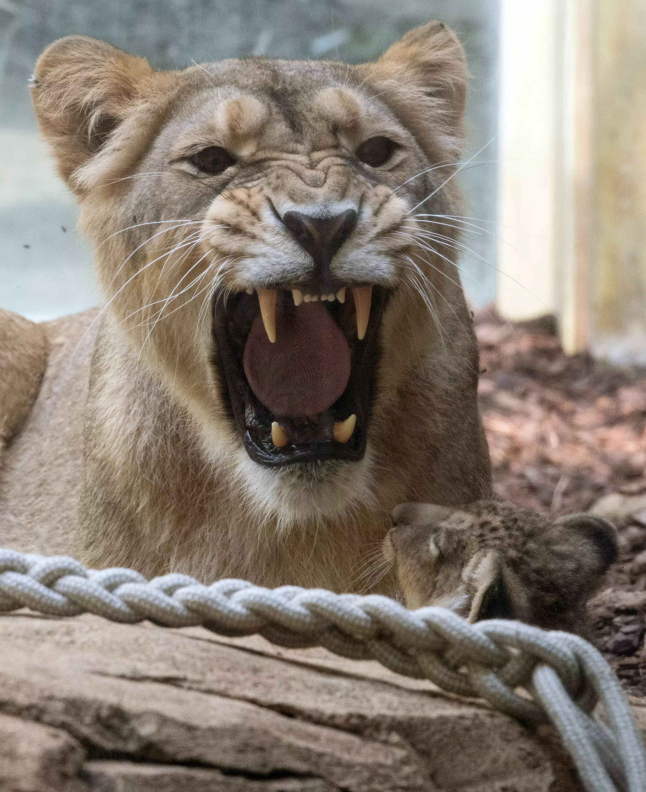 Bear Shot Dead As Lions, Tigers And Jaguar Escape German Zoo