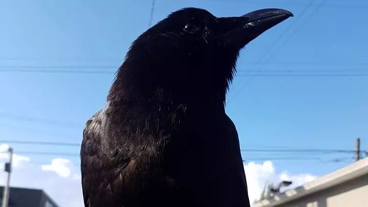 Postal Services In Canada Have Been Stopped Due To Vicious Crow