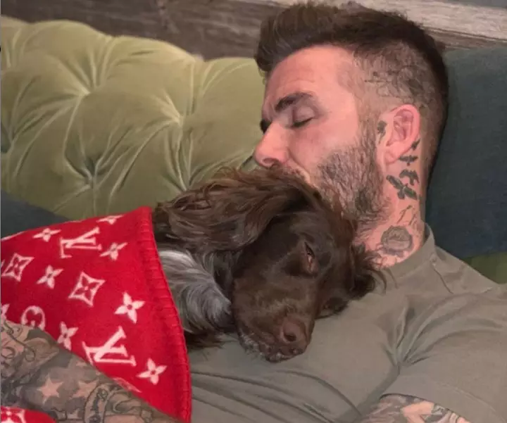 David Beckham napping with his pooch in style.