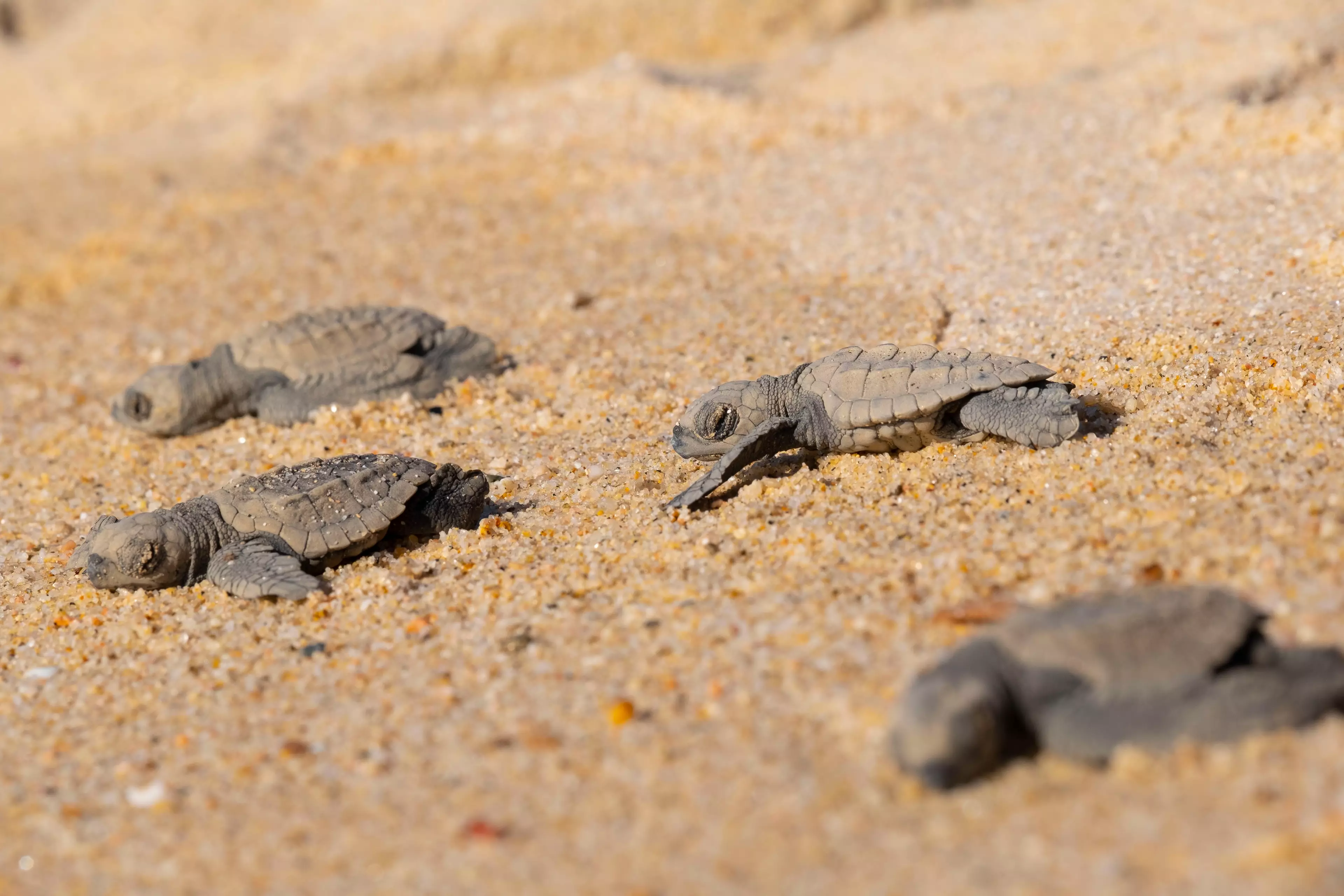 Olive Ridley Sea Turtles in Mexico (