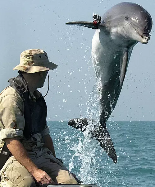 Navy Dolphin