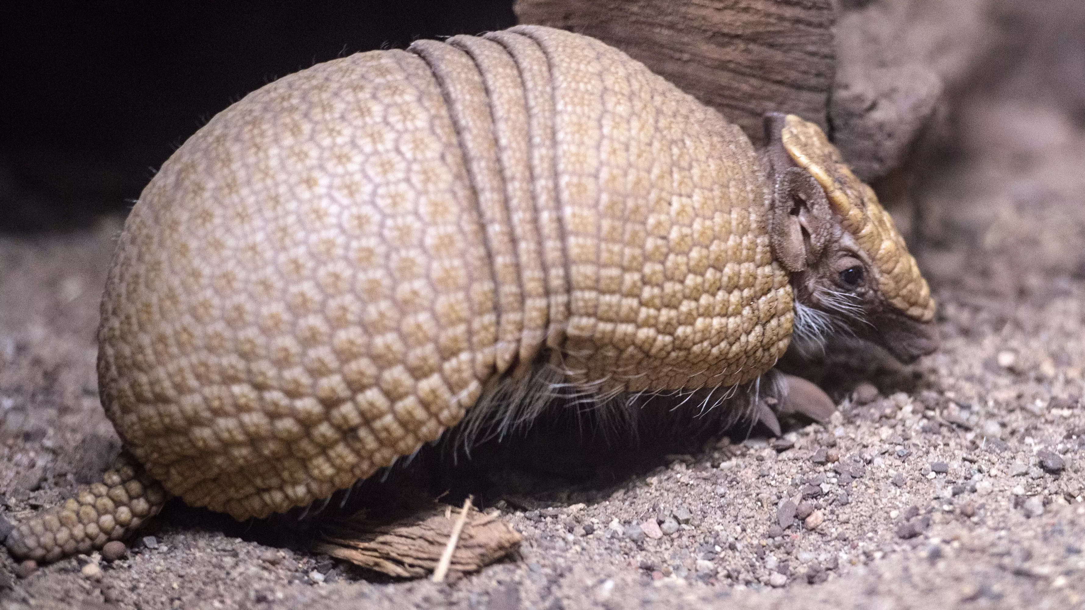 Man Accidentally Shoots Himself In Face After Bullet Ricochets Off Armadillo 