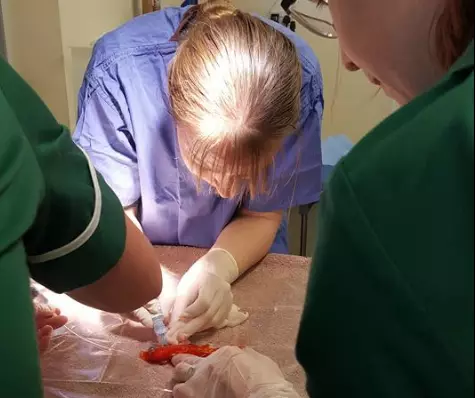 Family Fork Out Over £200 For An Operation On Their Goldfish 