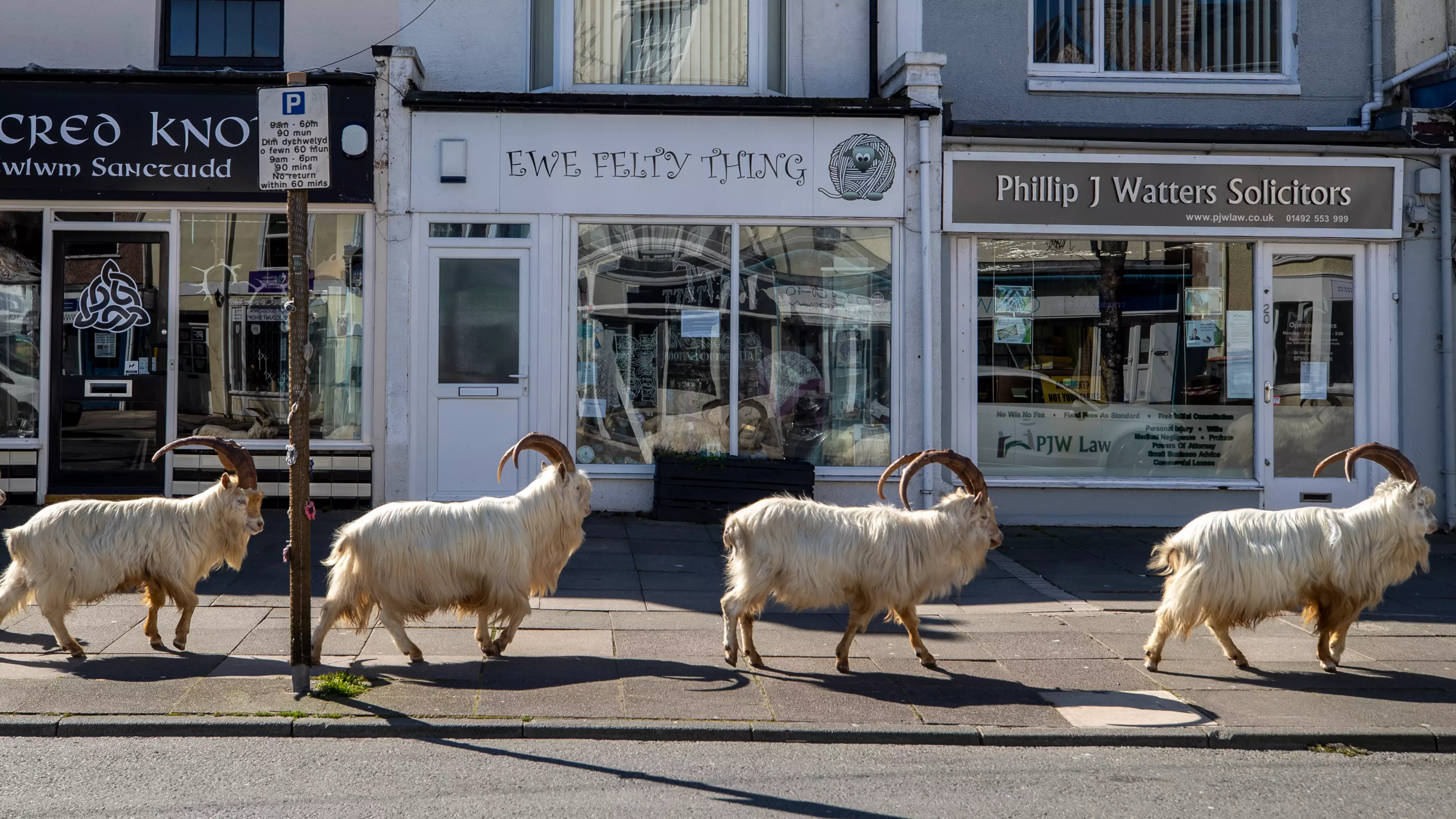 ​Goats Have Overtaken This Town in Wales