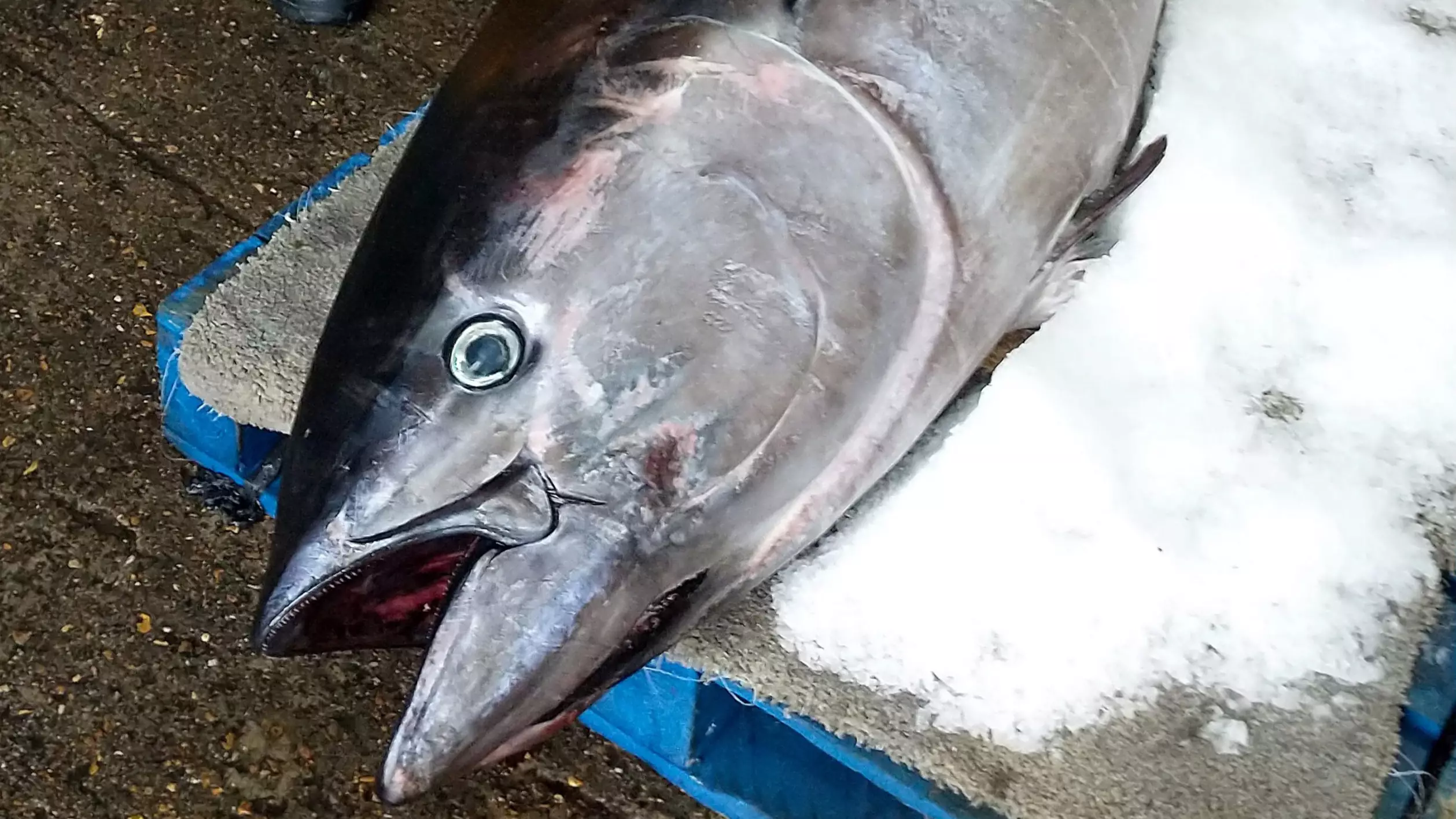 World's Most Expensive Fish Found On UK Coast 