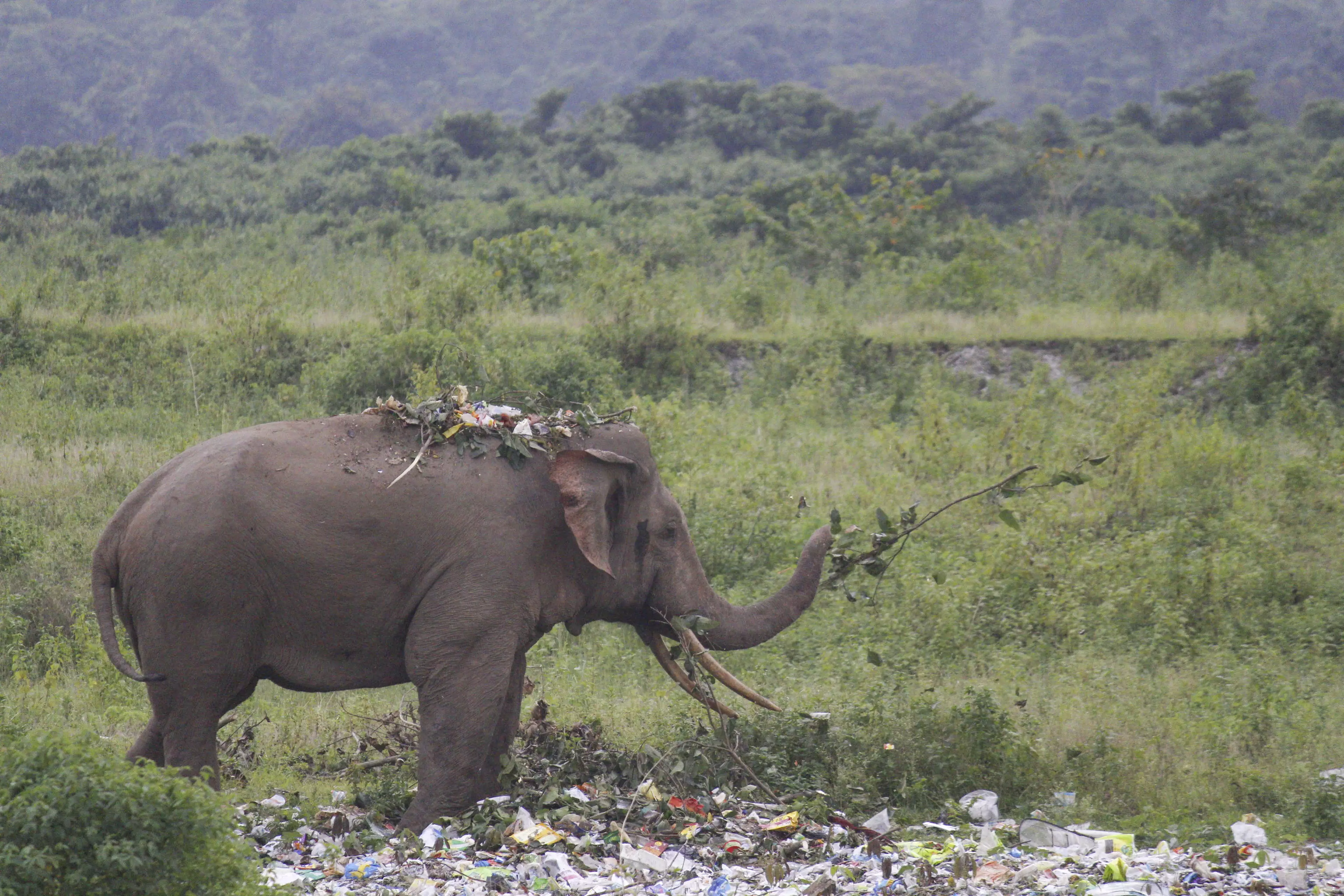 The elephant could be seen 'snacking on plastic'.