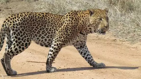 Toddler Eaten By Leopard In Ugandan National Park 